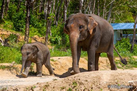 Elephant Jungle Sanctuary Phuket - PHUKET 101