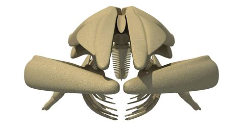 Fin Whale Skeleton - 3D Model by 3D Horse