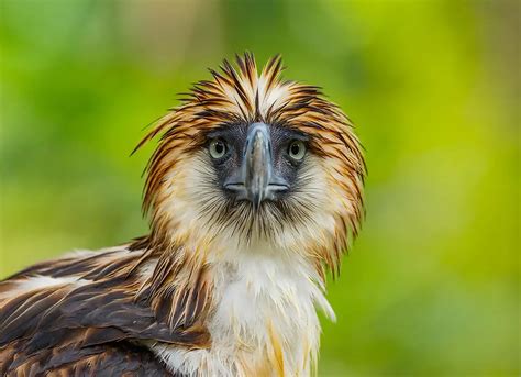 Aquila delle Filippine (Pithecophaga jefferyi) | Animali Volanti