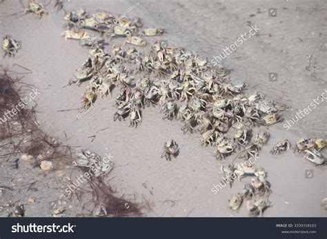 Fiddler Crabs Most Common Crab Salt Stock Photo 2220318103 | Shutterstock