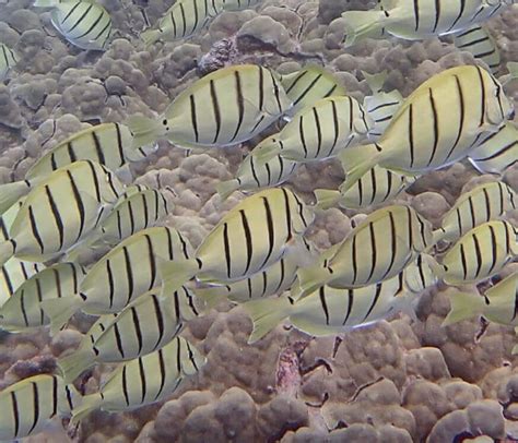 Snorkeling in Napili Bay, Maui