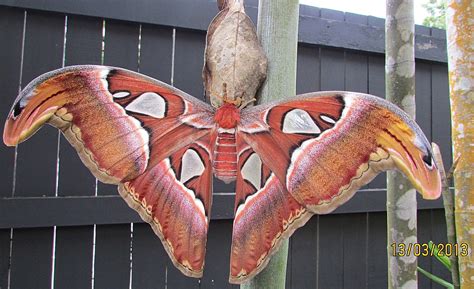 Ready to take off from cocoon - female Atlas Moth. | Flickr