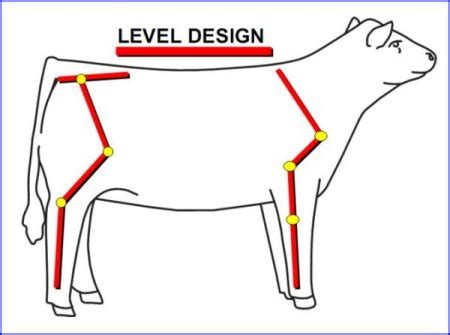 British White Cattle Selection Guide - Halliburton Farms British White ...