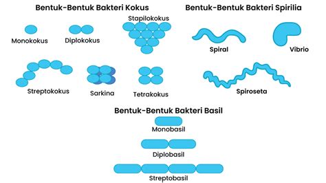 Bakteri Berdasarkan Bentuknya - Homecare24