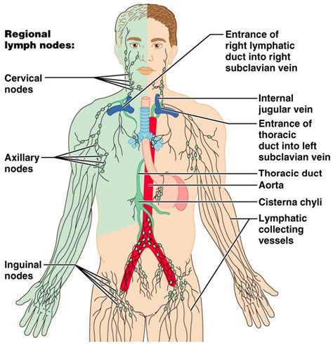 Superficial Inguinal Lymph Nodes Cadaver