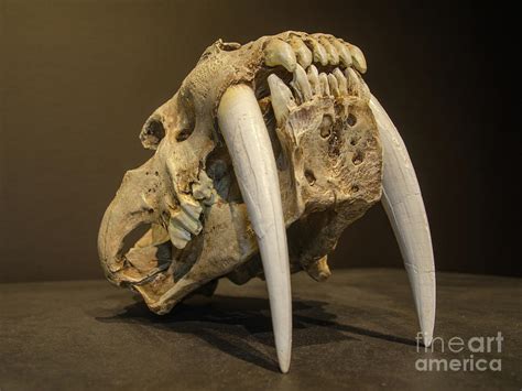 Saber tooth tiger skull Photograph by Sasha Samardzija - Pixels