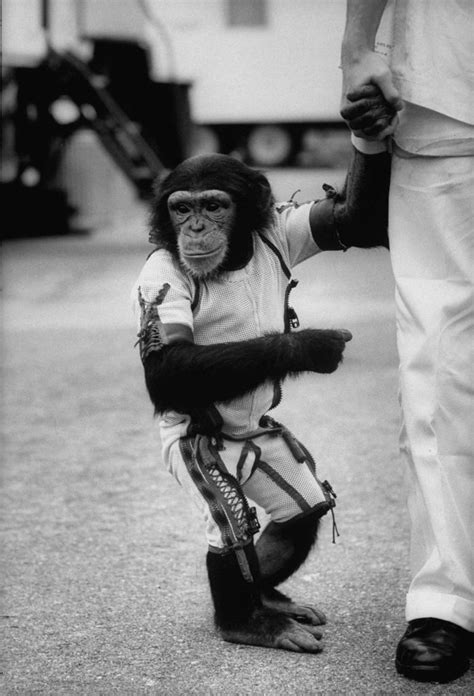 Astrochimps: Photos of Ham, the First Chimpanzee in Space, and Others