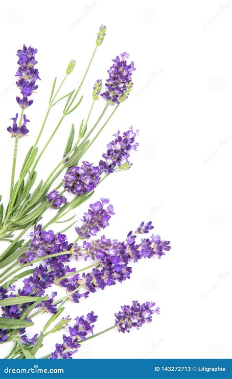 Lavender Herb Flowers White Background Floral Border Stock Image - Image of bouquet, herb: 143272713