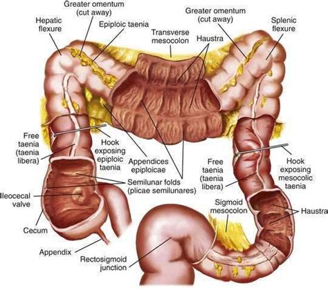 Anatomy, Histology, Embryology, and Developmental Anomalies of the Small and Large Intestine ...