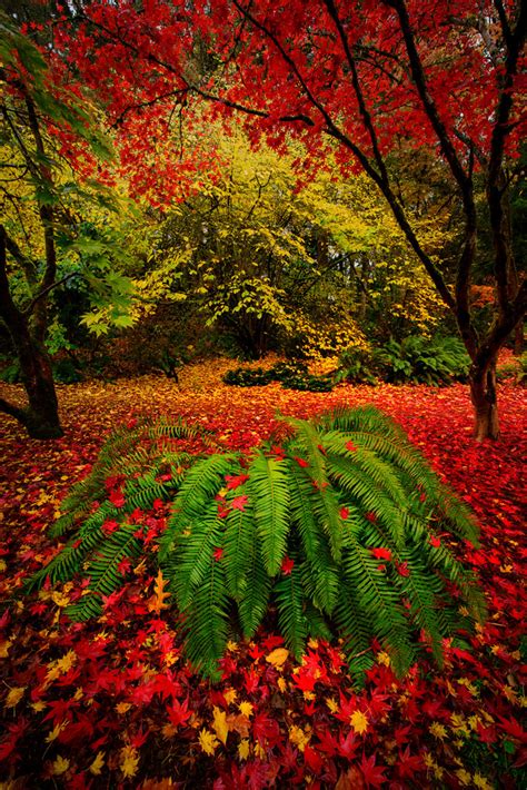 Arboretum Primary Colors | Fall colors in Seattle’s Arboretu… | Flickr