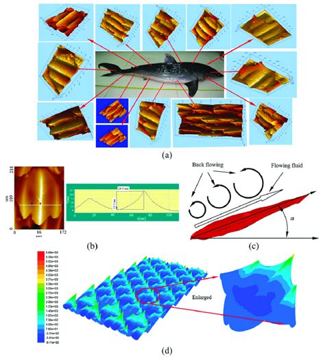 Hierarchical structures of bio-inspired shark-skin surfaces for... | Download Scientific Diagram