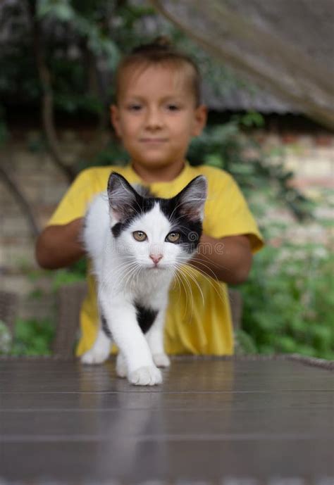 Cute Black and White Kitten is Walking on the Table, a Boy is Holding Him from Behind Stock ...