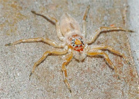 Flat-white Jumping Spider - Arasia mollicoma