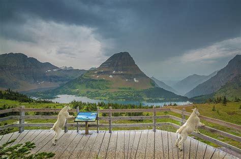 Hidden Lake Overlook // Glacier National Park Photograph by Nicholas Parker