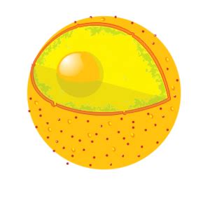 Cell (biology) - wikidoc