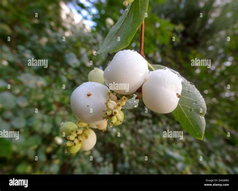 Symphoricarpos fruit hi-res stock photography and images - Alamy