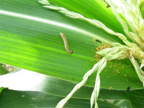 Sweet Corn Insect Observations | Purdue University Vegetable Crops Hotline