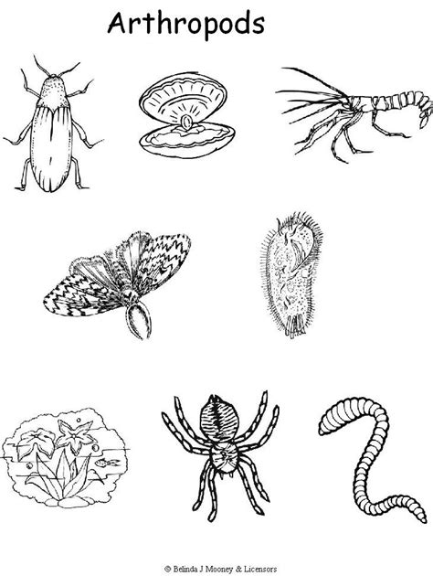 Arthropoda Examples