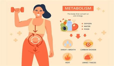 Which Types Of Metabolism Are There? Definition, Types, Process!