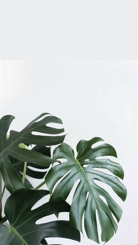 Green Plant Aesthetic Wallpapers on WallpaperDog