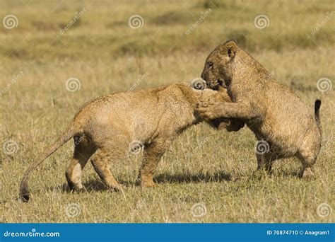 African lion cubs playing stock photo. Image of park - 70874710