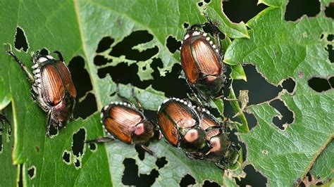 What Plants Do Japanese Beetles Attack? - ABC Termite & Pest Control