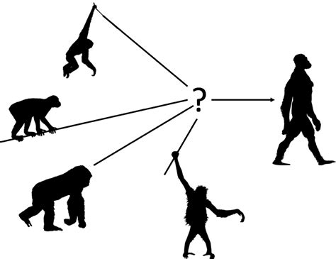 Bipedalism Evolution