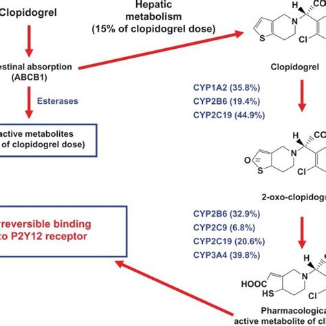 Mechanism of action of clopidogrel. Abbreviations: ABCB1, ATP-binding... | Download Scientific ...