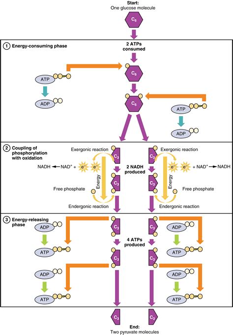 Carbohydrate Metabolism · Anatomy and Physiology