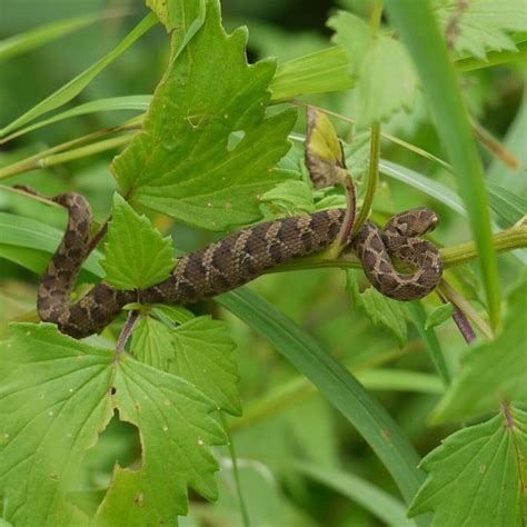 Indian Saw-Scaled Viper - Facts, Diet, Habitat & Pictures on Animalia.bio