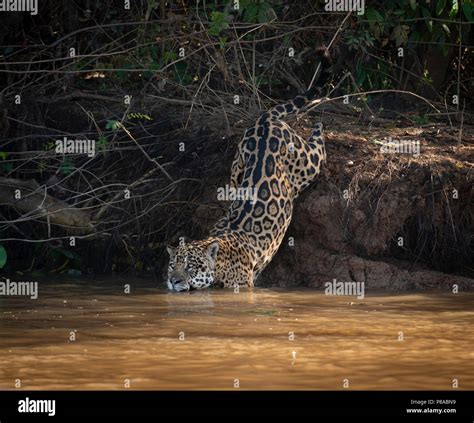 A Jaguar entereing the water in North Pantanal Stock Photo - Alamy