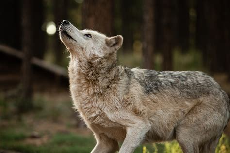 Alaskan Tundra Wolf | Bearizona