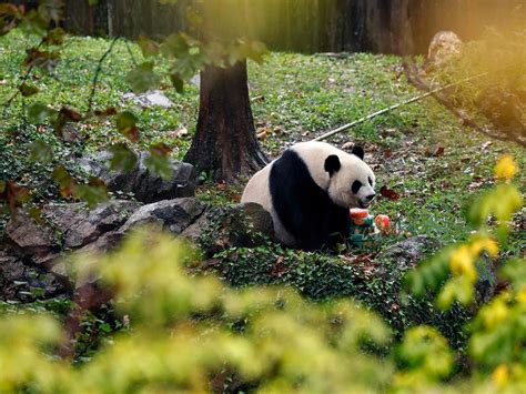 Photos: US National Zoo bids farewell to three giant pandas | News ...