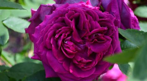 27 Fragrant Rose Varieties to Grow This Season