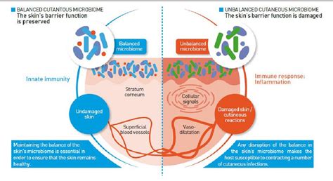 Figure 1 from The Skin Microbiome in Atopic Dermatitis and Its Relationship to Emollients ...