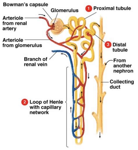 Nephron Diagram And Function Class 10 Draw A Diagram Of The