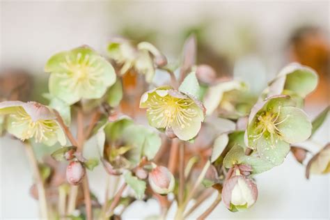 Lenten Rose: Plant Care & Growing Guide