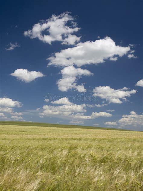 Rye field stock photo. Image of field, green, straw, agriculture - 9997454