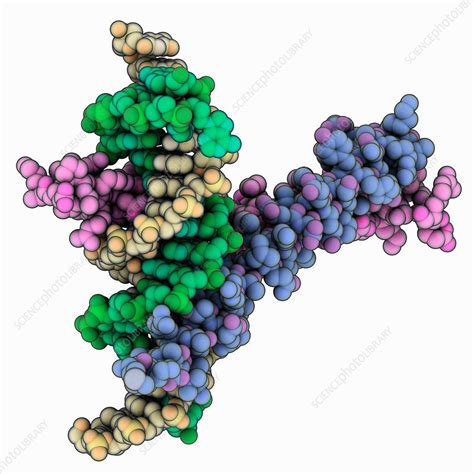 GCN4 leucine zipper complexed with DNA - Stock Image - C035/8235 - Science Photo Library