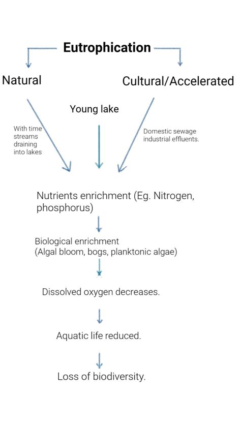 Eutrophication Process Flow Chart