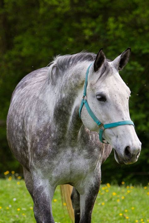 a gray and white horse standing on top of a lush green field