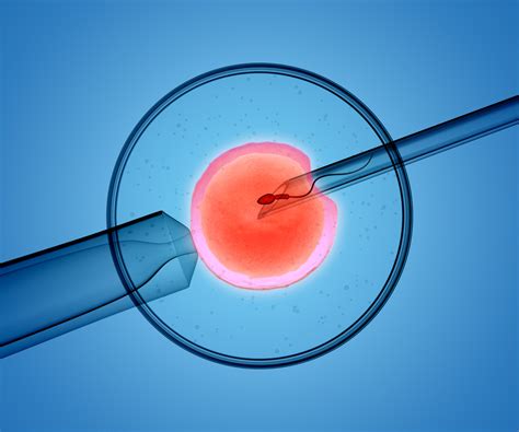 IVF Embryo Development: Your Day by Day Guide | Adora Fertility