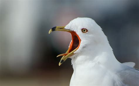 Hungry-Angry Seagull by Aldo Fabián / 500px