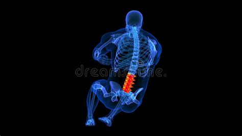 Lumbar Vertebrae Doing Circle Crunches Human Skeleton Anatomy for Medical Concept 3D Rendering ...