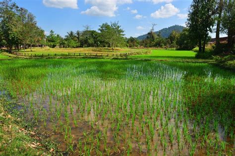 Rice field in Cambodia stock photo. Image of field, industry - 26115424