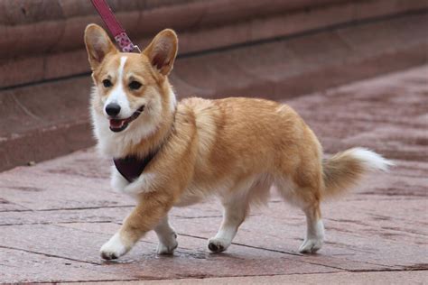 Why Do Some Corgis Have Long Tails? The Truth About Corgis