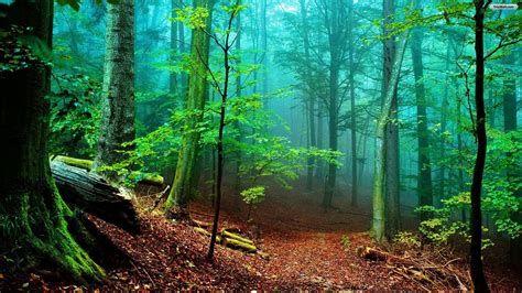 HD Forest Wallpapers - Top Free HD Forest Backgrounds - WallpaperAccess