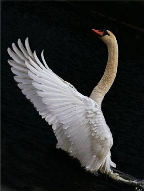 Amazing Swan in Flight! A selection of bird photos | Black swan bird, Swan wings, Swan pictures