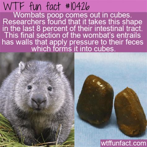 WTF Fun Fact - Wombats Poop Cubes