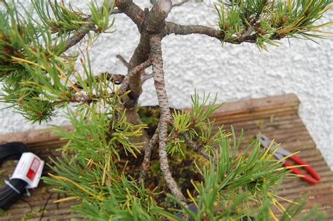 Pinus Mugo Update | Lyons Bonsai